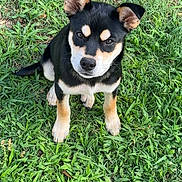 Nyx is registered to the contest to win money with this photo: puppy, dog, grass, outdoor, pet, animal, black, tan, cute, young, fur, ears, sitting, nature, playful, adorable, canine, alert, small, friendly