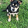 puppy, dog, grass, outdoor, pet, animal, black, tan, cute, young, fur, ears, sitting, nature, playful, adorable, canine, alert, small, friendly