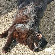Panthera participe au concours pour gagner de l'argent avec cette photo : cat, black_cat, animal, pet, outdoor, sunlight, relaxed, fur, texture, ground, laying, daylight, mammal, whiskers, ear, tail, nature, resting, closeup, sleepy