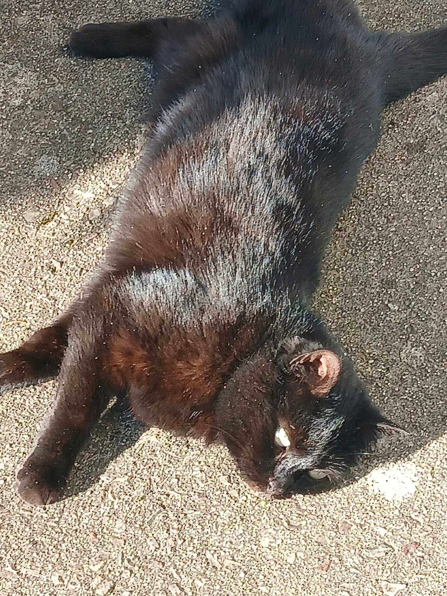 Panthera participe au concours pour gagner de l'argent avec cette photo : cat, black_cat, animal, pet, outdoor, sunlight, relaxed, fur, texture, ground, laying, daylight, mammal, whiskers, ear, tail, nature, resting, closeup, sleepy