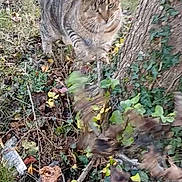 Fripouille a rejoint le concours — aidez-le/la à gagner de superbes lots ! cat, tabby, outdoor, grass, tree_trunk, leaves, ivy, plants, nature, animal, pouncing, feline, brown, greenery, autumn, wildlife, pet, motion, playful, fall