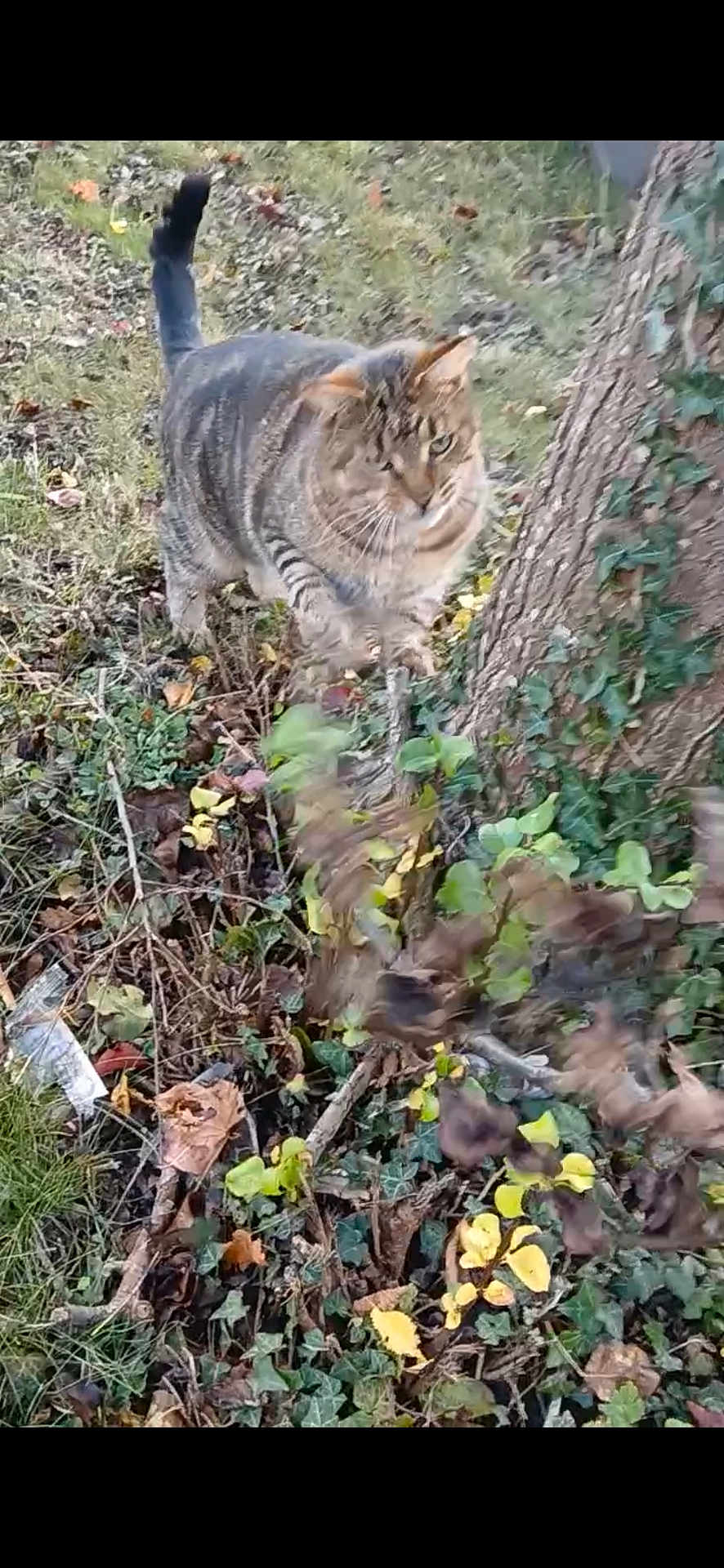 Fripouille a rejoint le concours — aidez-le/la à gagner de superbes lots ! cat, tabby, outdoor, grass, tree_trunk, leaves, ivy, plants, nature, animal, pouncing, feline, brown, greenery, autumn, wildlife, pet, motion, playful, fall
