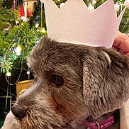 Millie joined the competition — help win amazing prizes! dog, crown, pet, christmas_tree, holiday, festive, lights, tinsel, fur, collar, tag, hand, indoor, decorations, celebration, closeup, animal, cute, portrait, christmas