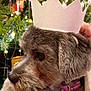 dog, crown, pet, christmas_tree, holiday, festive, lights, tinsel, fur, collar, tag, hand, indoor, decorations, celebration, closeup, animal, cute, portrait, christmas