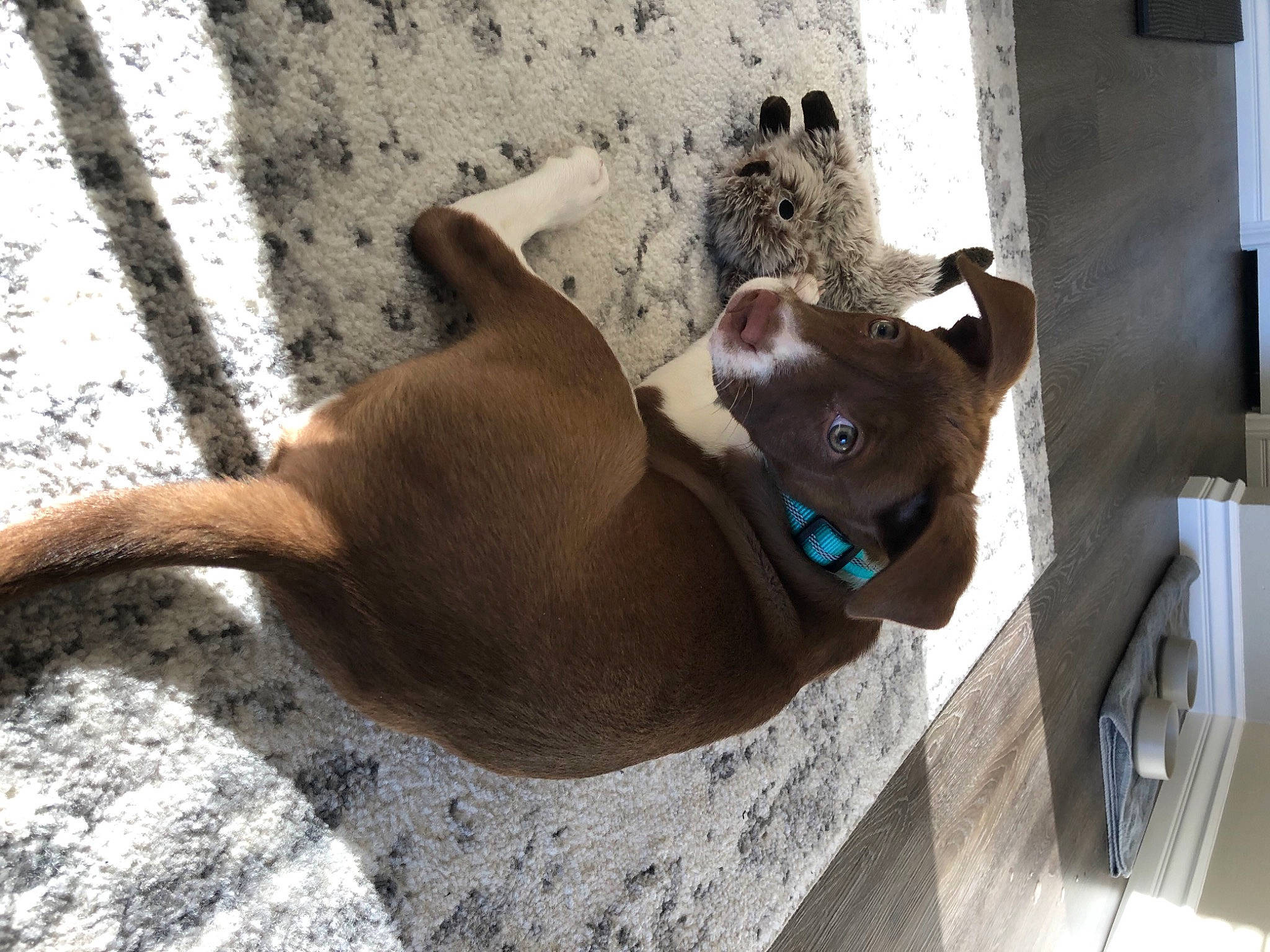 Okee is registered to the contest to win money with this photo: canidae, carnivore, collar, companion_dog, dog, dog_breed, dog_collar, dog_supply, eyewear, fawn, leash, liver, non_sporting_group, pet_supply, snout, sporting_group, tail, wood, working_animal