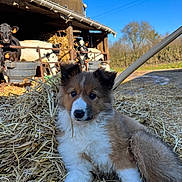 Vedette participe au concours pour gagner de l'argent avec cette photo : agriculture, animal, barn, blue_sky, cows, cute, daylight, dog, farm, field, fur, livestock, nature, outdoor, puppy, resting, rural, straw, sunny, young_animal