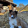 agriculture, animal, barn, blue_sky, cows, cute, daylight, dog, farm, field, fur, livestock, nature, outdoor, puppy, resting, rural, straw, sunny, young_animal
