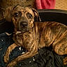 animal, blanket, brindle, canine, closeup, collar, cozy, cute, dog, domestic_animal, ears, fur, furniture, home, indoor, looking, pet_bed, portrait, relaxed, resting