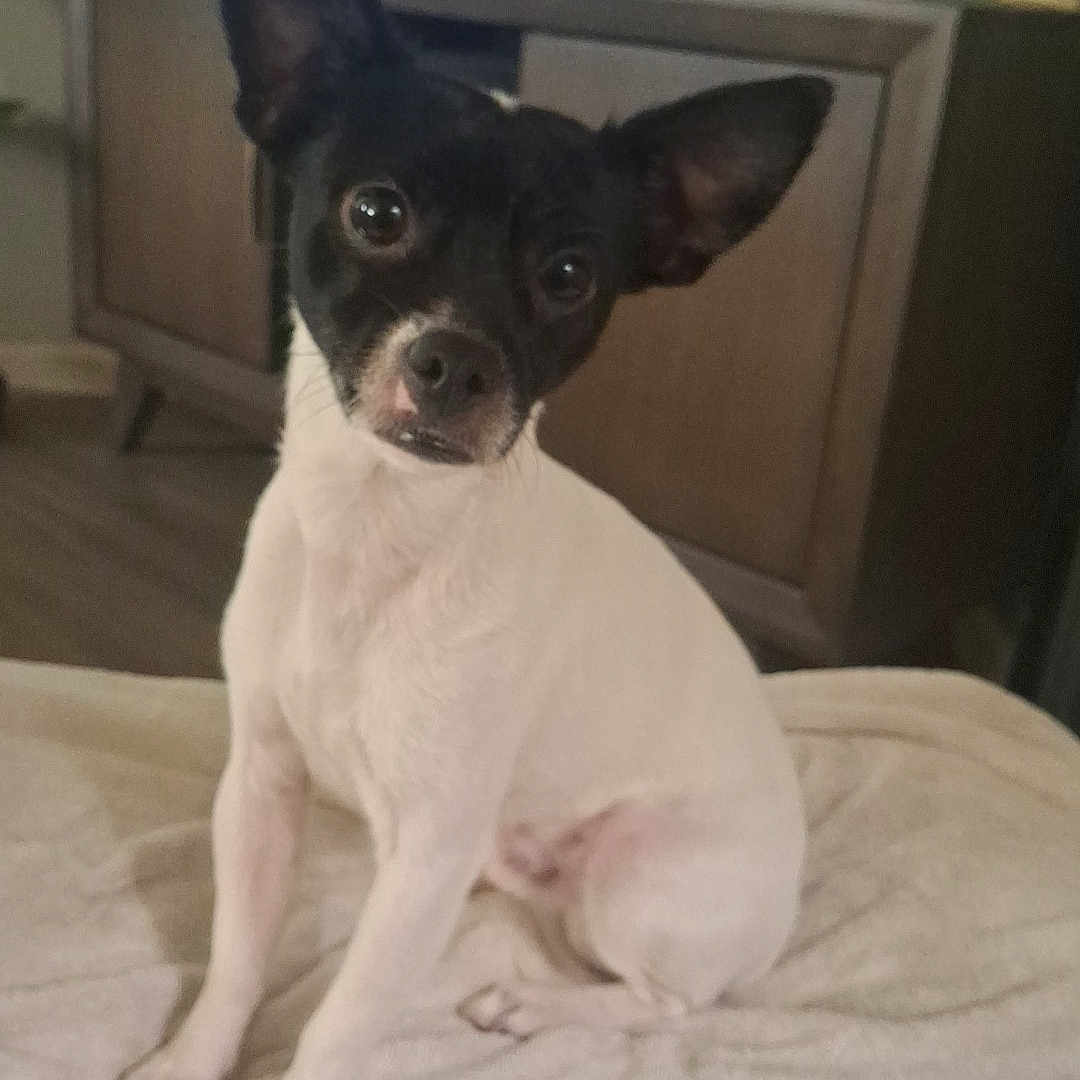 Koda