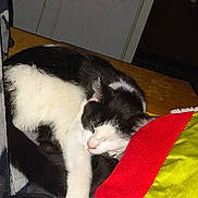 Mystic is registered to the contest to win money with this photo: cat, sleeping, black_and_white, feline, curled_up, wooden_surface, fabric, red, green, cozy, pet, indoor, nap, fur, animal, whiskers, cute, resting, domestic_cat, quiet