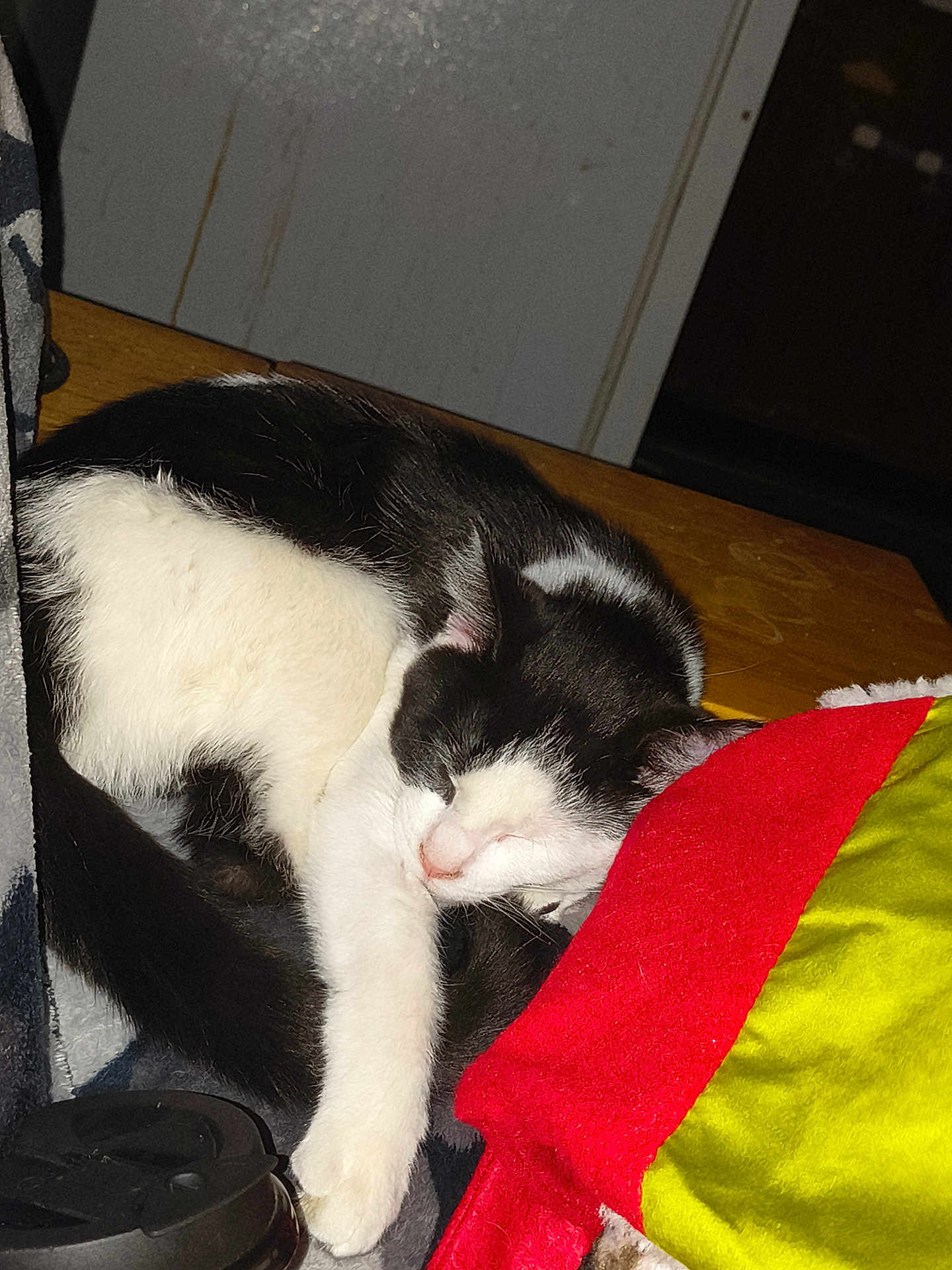 Mystic is registered to the contest to win money with this photo: cat, sleeping, black_and_white, feline, curled_up, wooden_surface, fabric, red, green, cozy, pet, indoor, nap, fur, animal, whiskers, cute, resting, domestic_cat, quiet