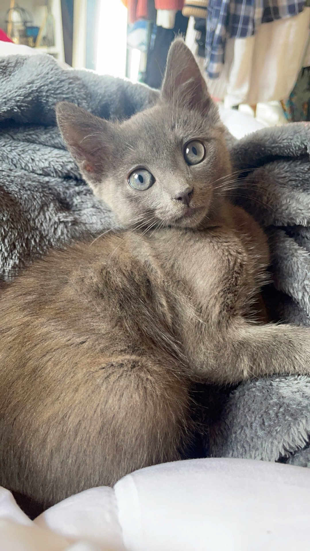Guizmo a rejoint le concours — aidez-le/la à gagner de superbes lots ! kitten, cat, gray_cat, pet, animal, fur, eyes, blanket, cozy, indoor, cute, young, whiskers, face, looking, soft, relaxing, feline, domestic_cat, closeup
