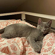 Guizmo participe au concours pour gagner de l'argent avec cette photo : cat, gray_cat, bed, blanket, patterned_blanket, fur, animal, pet, indoor, resting, curious, wide_eyes, wooden_beam, furniture, cozy, relaxed, mammal, whiskers, ears, paw