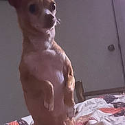 Ginger joined the competition — help win amazing prizes! dog, small_dog, standing, bed, blanket, quilt, indoor, pet, animal, brown_dog, curious, alert, ears_up, furniture, door, room, canine, companion, domestic_animal, home