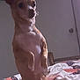 dog, small_dog, standing, bed, blanket, quilt, indoor, pet, animal, brown_dog, curious, alert, ears_up, furniture, door, room, canine, companion, domestic_animal, home