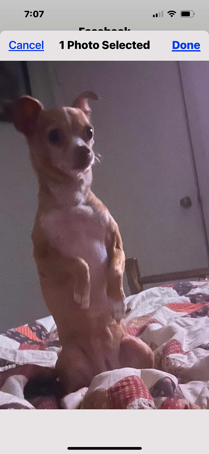Ginger
