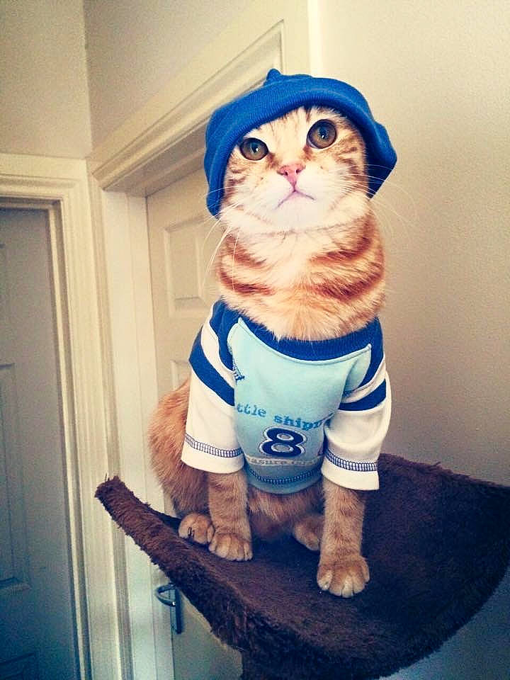 Mia joined the competition — help win amazing prizes! beard, blue, cat, door, electric_blue, eye, felidae, finger, hand, happy, headgear, human_body, shorts, shoulder, sleeve, small_to_medium_sized_cats, t_shirt, thigh, toy, trunk