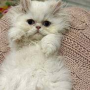 Yeti joined the competition — help win amazing prizes! kitten, cat, fluffy, white, pet, cute, animal, feline, closeup, indoor, cozy, knitted_blanket, fur, whiskers, small, adorable, young, soft, relaxed, portrait