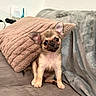 dog, puppy, chihuahua, small_dog, sitting, portrait, indoors, couch, blanket, pillow, brown_fur, tan_fur, large_ears, wide_eyes, black_nose, pet, cute, cozy, home, animal