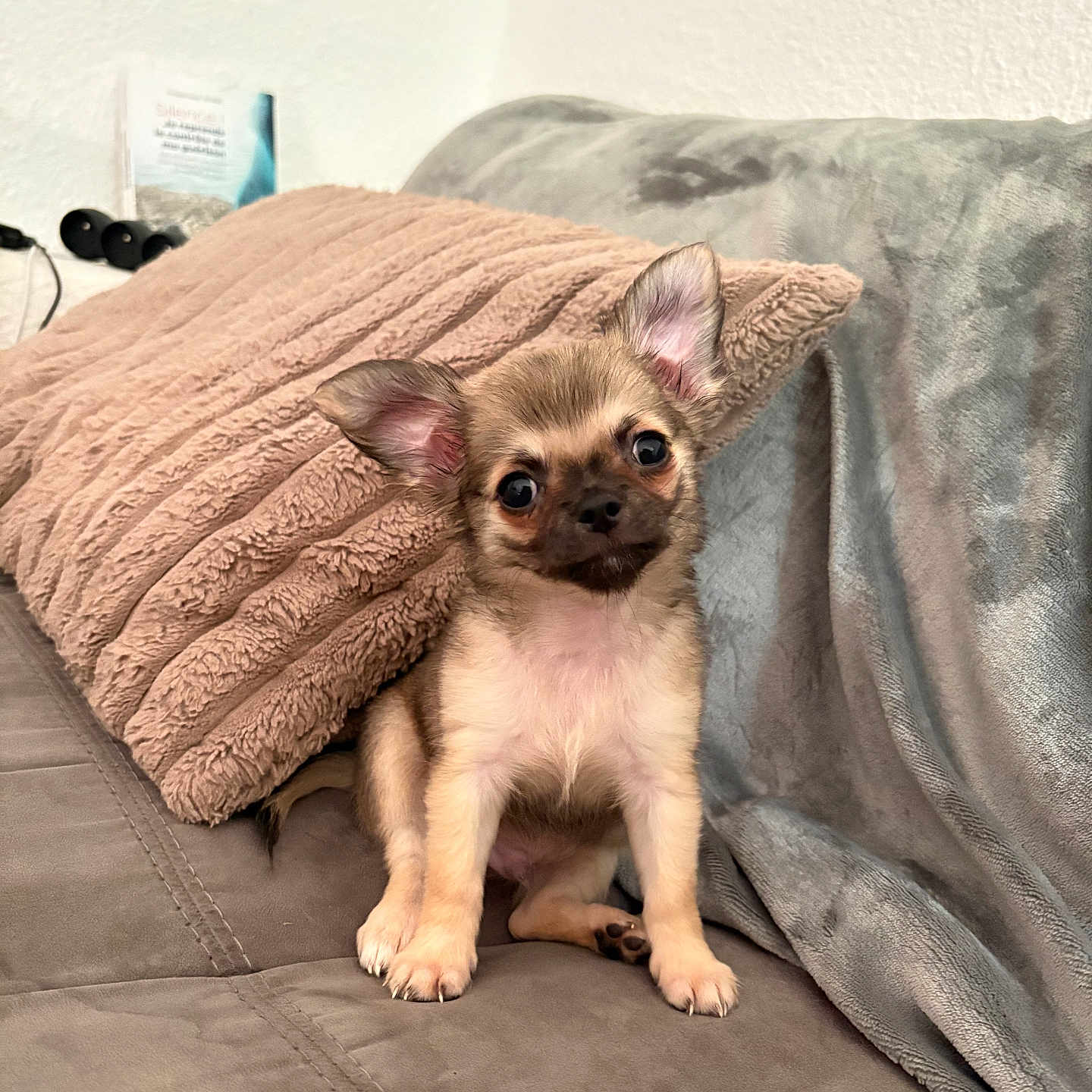 Maô participe au concours pour gagner de l'argent avec cette photo : dog, puppy, chihuahua, small_dog, sitting, portrait, indoors, couch, blanket, pillow, brown_fur, tan_fur, large_ears, wide_eyes, black_nose, pet, cute, cozy, home, animal