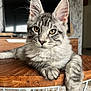 Arrow a rejoint le concours — aidez-le/la à gagner de superbes lots ! cat, tabby, grey, yellow_eyes, whiskers, wooden_table, fur, pet, indoor, relaxed, curious, close_up, animal, mammal, feline, living_room, couch, furniture, domestic, portrait