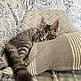 Arrow participe au concours pour gagner de l'argent avec cette photo : kitten, cat, gray_tabby, fluffy_tail, cushion, blanket, cozy, relaxed, indoor, home, furniture, patterned_wallpaper, striped_pillow, soft_texture, resting, pet, animal, cute, sleepy, feline