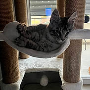 Arrow participe au concours pour gagner de l'argent avec cette photo : cat, kitten, tabby, cat_tree, hammock, indoor, pet, feline, relaxed, window, furniture, animal, cozy, resting, fur, whiskers, ears, paw, home, daylight