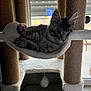 cat, kitten, tabby, cat_tree, hammock, indoor, pet, feline, relaxed, window, furniture, animal, cozy, resting, fur, whiskers, ears, paw, home, daylight