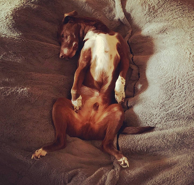 Kairo joined the competition — help win amazing prizes! art, art_model, canidae, carnivore, chest, comfort, companion_dog, dog, dog_breed, fawn, flesh, human_leg, leg, liver, painting, paw, snout, sporting_group, visual_arts, working_animal