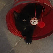Ewa Zurawska participe au concours pour gagner de l'argent avec cette photo : cat, black_cat, pet, animal, toy, red_tunnel, floor, indoor, curious, paw, claw, play, dangling_ball, kitten, feline, resting, cute, domestic_animal, fur, whiskers