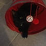 cat, black_cat, pet, animal, toy, red_tunnel, floor, indoor, curious, paw, claw, play, dangling_ball, kitten, feline, resting, cute, domestic_animal, fur, whiskers