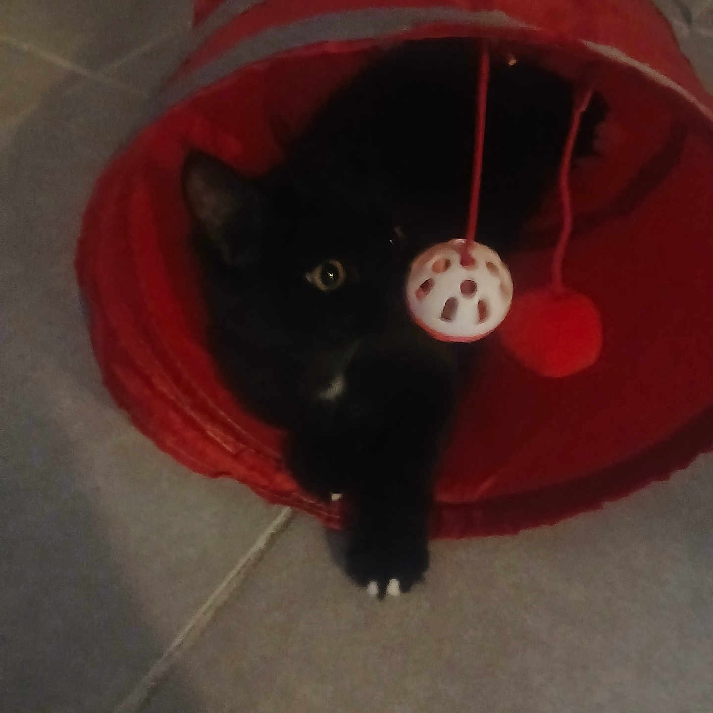 Ewa Zurawska participe au concours pour gagner de l'argent avec cette photo : animal, black_cat, cat, claw, curious, cute, dangling_ball, domestic_animal, feline, floor, fur, indoor, kitten, paw, pet, play, red_tunnel, resting, toy, whiskers