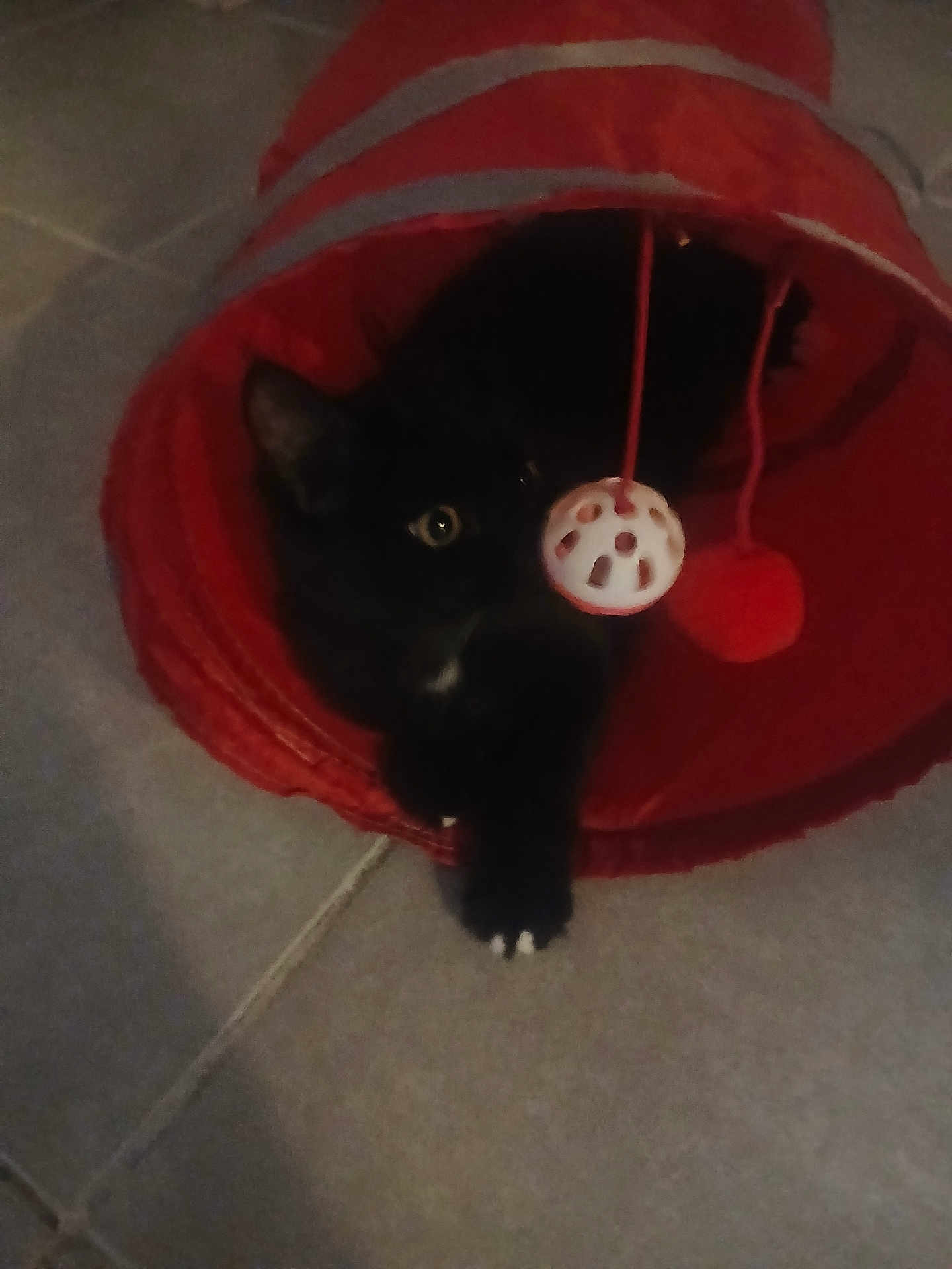 Ewa Zurawska participe au concours pour gagner de l'argent avec cette photo : cat, black_cat, pet, animal, toy, red_tunnel, floor, indoor, curious, paw, claw, play, dangling_ball, kitten, feline, resting, cute, domestic_animal, fur, whiskers