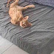 Fanta a rejoint le concours — aidez-le/la à gagner de superbes lots ! kitten, cat, orange_tabby, bed, blanket, gray_bedspread, person, red_shirt, floor, wooden_floor, pet, indoor, cute, playful, resting, curious, animal, feline, young_cat, lying_down
