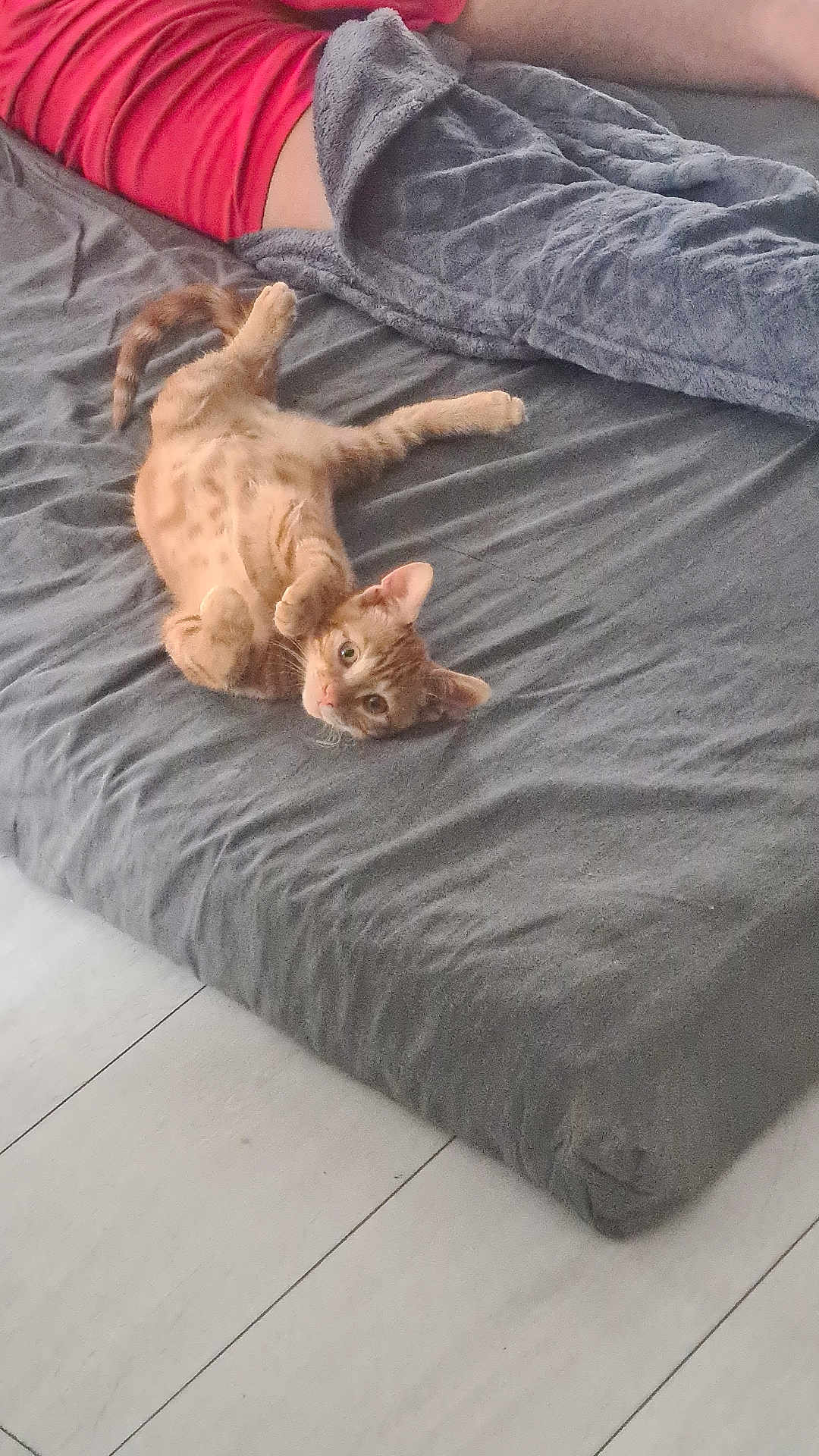 Fanta a rejoint le concours — aidez-le/la à gagner de superbes lots ! kitten, cat, orange_tabby, bed, blanket, gray_bedspread, person, red_shirt, floor, wooden_floor, pet, indoor, cute, playful, resting, curious, animal, feline, young_cat, lying_down
