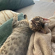 Alvin participe au concours pour gagner de l'argent avec cette photo : kitten, cat, spotted, fur, whiskers, ears, couch, pillow, blanket, indoor, pet, animal, relaxing, laying, cozy, home, curious, wide_eyes, soft, texture