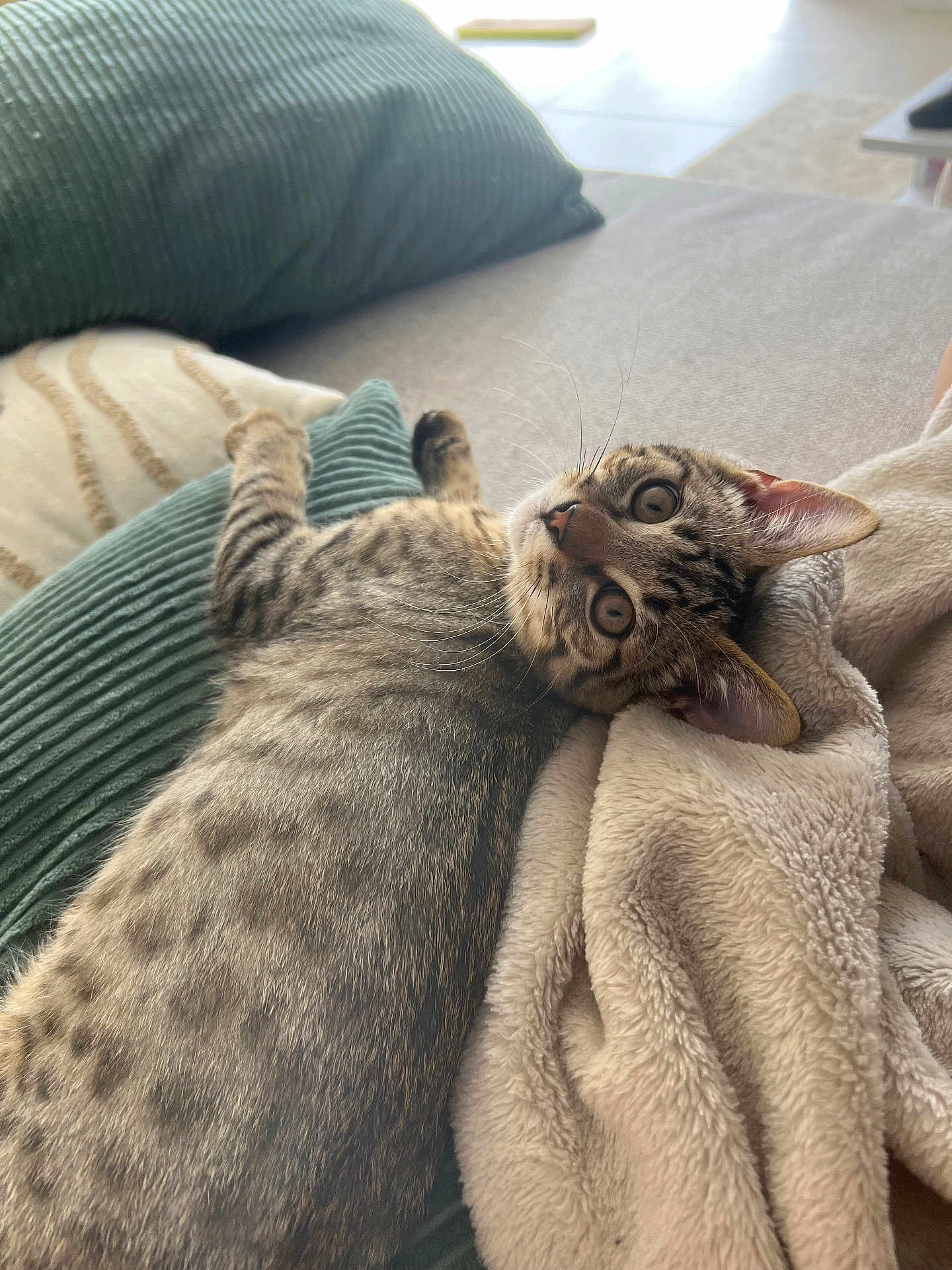 Alvin participe au concours pour gagner de l'argent avec cette photo : kitten, cat, spotted, fur, whiskers, ears, couch, pillow, blanket, indoor, pet, animal, relaxing, laying, cozy, home, curious, wide_eyes, soft, texture