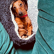 Tryphon participe au concours pour gagner de l'argent avec cette photo : animal, collar, cozy, curious, cushion, cute, dachshund, dog, fluffy, fur, indoor, looking, pet_bed, portrait, relaxing, resting, small_dog, snuggling, teal, warm