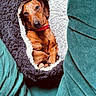 animal, collar, cozy, curious, cushion, cute, dachshund, dog, fluffy, fur, indoor, looking, pet_bed, portrait, relaxing, resting, small_dog, snuggling, teal, warm