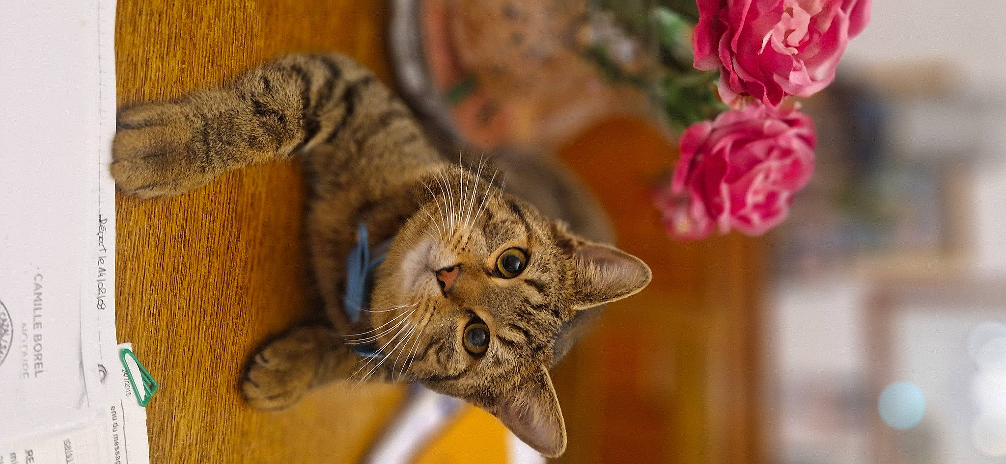 Stitch a rejoint le concours — aidez-le/la à gagner de superbes lots ! carnivore, cat, close_up, domestic_short_haired_cat, eye, felidae, flower, fur, paw, petal, plant, rose, small_to_medium_sized_cats, snout, tail, terrestrial_animal, tree, whiskers, window, wood