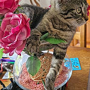 Minouss a rejoint le concours — aidez-le/la à gagner de superbes lots ! kitten, tabby, cat, vase, glass, pink_flowers, decorative_pebbles, wooden_table, indoor, curious, playful, faux_flowers, ball, pen, calendar, closeup, domestic_animal, pet, furniture, tabletop