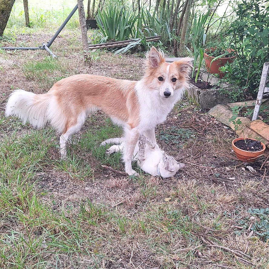 Meia a rejoint le concours — aidez-le/la à gagner de superbes lots ! animal, cat, companion, dog, earth, fur, garden, grass, leafy, nature, outdoor, pet, plants, playful, potted_plants, relaxation, shrubbery, sunlight, trees, wooden_chair
