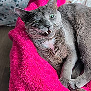 Luna is registered to the contest to win money with this photo: cat, gray_cat, pet, feline, animal, indoor, blanket, pink_blanket, fur, whiskers, teeth, relaxed, cozy, portrait, closeup, cute, domestic_cat, resting, bedroom, soft_texture