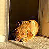 animal, brown, carpet, cozy, dog, doorway, ears, golden_retriever, home, indoor, labrador, laying_down, nose, paw, pet, relaxed, resting, shadow, sunlight, warm_light