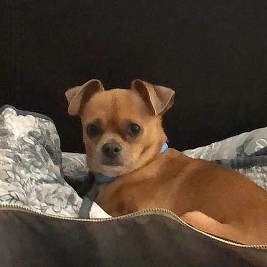 Cujo is registered to the contest to win money with this photo: canidae, carnivore, chihuahua, comfort, companion_dog, couch, dog, dog_breed, dog_supply, fawn, fur, non_sporting_group, pet_supply, puppy, snout, sporting_group, toy_dog, watch, whiskers, working_animal