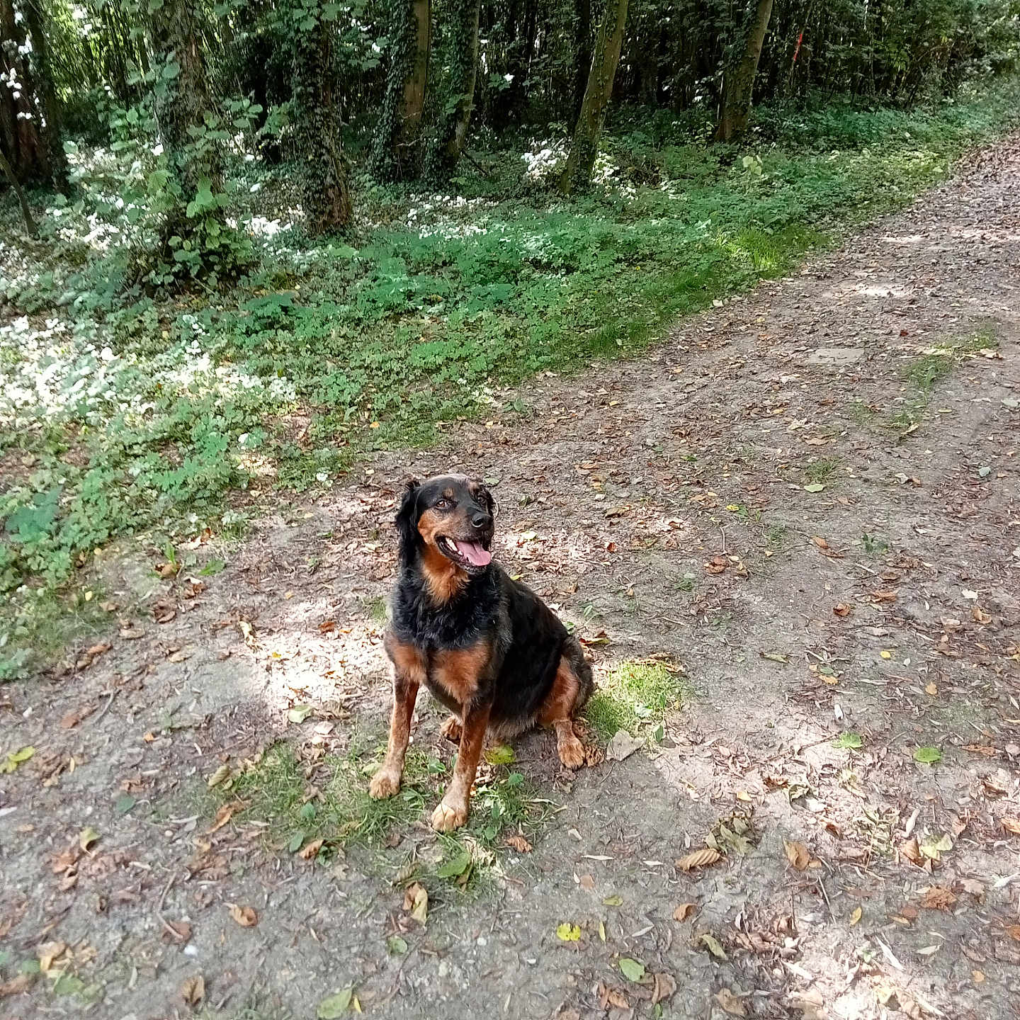 Loy a rejoint le concours — aidez-le/la à gagner de superbes lots ! animal, canine, dog, grass, green, grove, jungle, land, nature, outdoors, path, pet, plant, puppy, rainforest, soil, trail, tree, vegetation, woodland