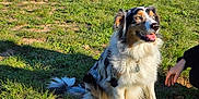 Marla participe au concours pour gagner de l'argent avec cette photo : dog, australian_shepherd, grass, outdoor, sunlight, pet, animal, happy, fur, tail, collar, person, hand, nature, daylight, sitting, canine, smiling, cute, playful