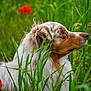 Ulyss a rejoint le concours — aidez-le/la à gagner de superbes lots ! dog, australian_shepherd, grass, flowers, field, outdoor, nature, greenery, red_flowers, fur, profile, animal, pet, canine, serene, side_view, summer, peaceful, wildflowers, closeup