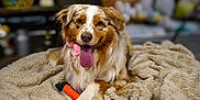 Ulyss participe au concours pour gagner de l'argent avec cette photo : dog, australian_shepherd, pet, animal, tongue_out, blanket, toy, carrot, indoor, cozy, fur, playful, happy, canine, mammal, domestic_animal, lying_down, cute, smiling, front_paws
