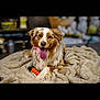 dog, australian_shepherd, pet, animal, tongue_out, blanket, toy, carrot, indoor, cozy, fur, playful, happy, canine, mammal, domestic_animal, lying_down, cute, smiling, front_paws